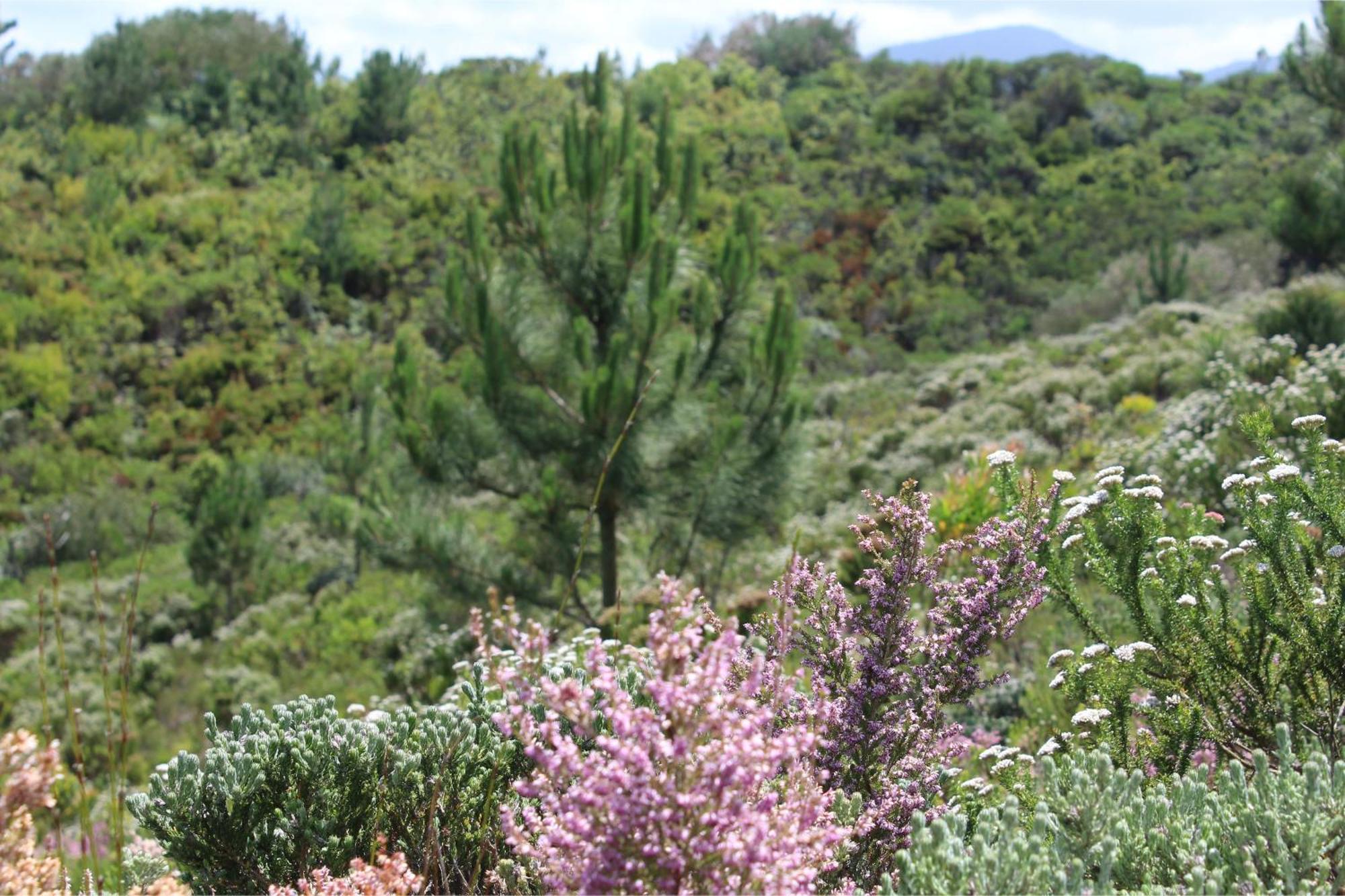 Misty Mountain Reserve Stormsrivier Exterior photo